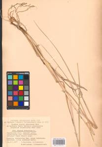 Leymus arenarius (L.) Hochst., Eastern Europe, Northern region (E1) (Russia)