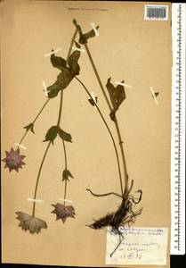 Astrantia maxima Pall., Caucasus, Georgia (K4) (Georgia)