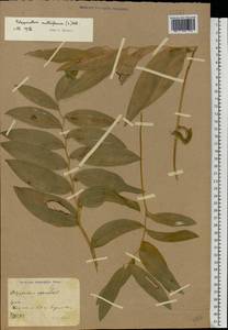 Polygonatum multiflorum (L.) All., Eastern Europe, North Ukrainian region (E11) (Ukraine)
