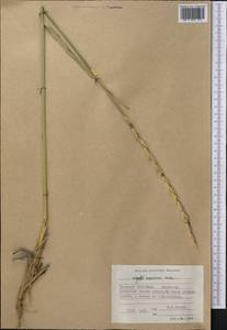 Leymus angustus (Trin.) Pilg., Middle Asia, Western Tian Shan & Karatau (M3) (Tajikistan)