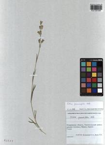 Silene graminifolia Otth, Siberia, Altai & Sayany Mountains (S2) (Russia)