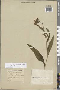 Symphytum tanaicense Steven, Middle Asia, Caspian Ustyurt & Northern Aralia (M8) (Kazakhstan)