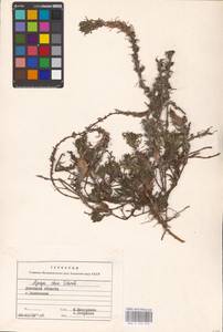 MHA 0 155 016, Ajuga chamaepitys (L.) Schreb., Eastern Europe, South Ukrainian region (E12) (Ukraine)