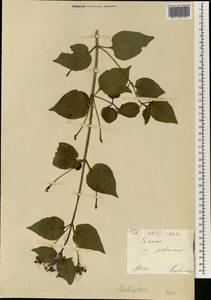 Lamiaceae, Africa (AFR) (Mali)