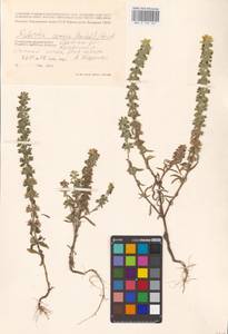 MHA 0 155 567, Sideritis montana L., Eastern Europe, South Ukrainian region (E12) (Ukraine)