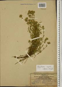 Ziziphora clinopodioides subsp. rigida (Boiss.) Rech.f., Caucasus, Armenia (K5) (Armenia)