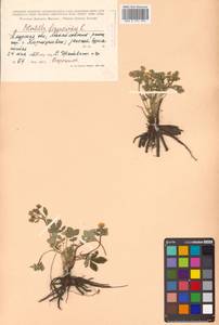 Potentilla fragarioides L., Siberia, Russian Far East (S6) (Russia)