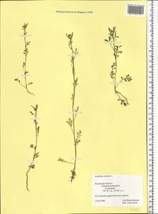 Lepidium sativum L., Eastern Europe, Central region (E4) (Russia)