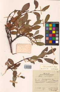 Salix rhamnifolia Pall., Siberia, Chukotka & Kamchatka (S7) (Russia)