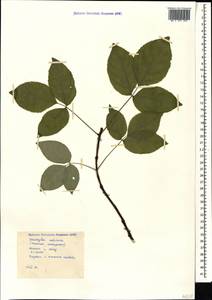 Staphylea colchica Stev., Caucasus, Krasnodar Krai & Adygea (K1a) (Russia)