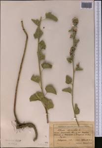 Althaea officinalis L., Middle Asia, Muyunkumy, Balkhash & Betpak-Dala (M9) (Kazakhstan)