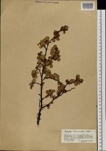 Betula fruticosa Pall., Siberia, Baikal & Transbaikal region (S4) (Russia)