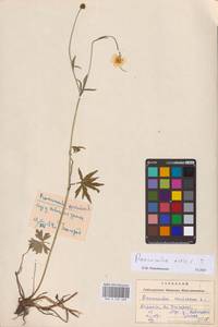 Ranunculus acris L., Eastern Europe, West Ukrainian region (E13) (Ukraine)