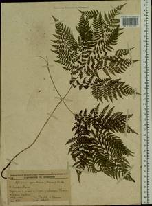 Athyrium spinulosum (Maxim.) Milde, Siberia, Russian Far East (S6) (Russia)