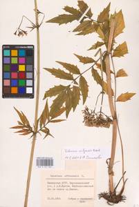 Valeriana wolgensis Kazak., Eastern Europe, Eastern region (E10) (Russia)