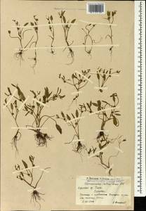 Ranunculus lateriflorus DC., Caucasus, Armenia (K5) (Armenia)