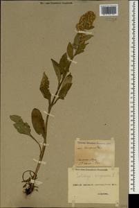 Solidago virgaurea L., Caucasus, Georgia (K4) (Georgia)