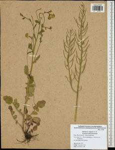 Barbarea vulgaris W. T. Aiton, Eastern Europe, Central region (E4) (Russia)