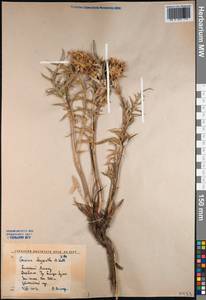 Cousinia chrysantha Kult., Middle Asia, Western Tian Shan & Karatau (M3) (Kazakhstan)
