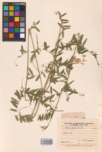 Vicia biennis L., Eastern Europe, Lower Volga region (E9) (Russia)