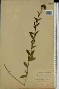Hypericum hirsutum L., Eastern Europe, Central forest-and-steppe region (E6) (Russia)
