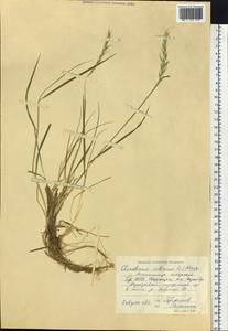 Elymus sibiricus L., Siberia, Altai & Sayany Mountains (S2) (Russia)