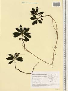 Chimaphila umbellata (L.) W. P. C. Barton, Eastern Europe, Central region (E4) (Russia)