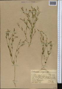 Centaurium pulchellum var. meyeri (Bunge) Omer, Middle Asia, Western Tian Shan & Karatau (M3) (Kazakhstan)