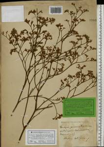 Limonium alutaceum (Stev.) Kuntze, Eastern Europe, South Ukrainian region (E12) (Ukraine)