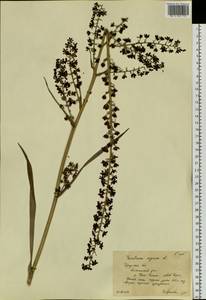 Veratrum nigrum L., Siberia, Baikal & Transbaikal region (S4) (Russia)