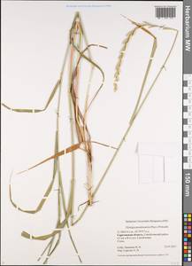 Elymus repens subsp. repens, Eastern Europe, Lower Volga region (E9) (Russia)