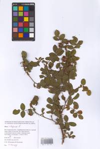 Rosa rubiginosa L., Eastern Europe, Lower Volga region (E9) (Russia)