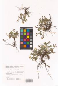 Potentilla cinerea subsp. incana (G. Gaertn., B. Mey. & Scherb.) Asch., Eastern Europe, Central forest-and-steppe region (E6) (Russia)