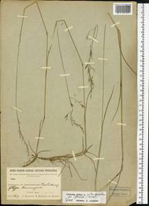 Festuca rubra L., Siberia, Baikal & Transbaikal region (S4) (Russia)