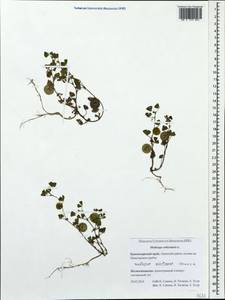 Medicago orbicularis (L.)Bartal., Caucasus, Krasnodar Krai & Adygea (K1a) (Russia)