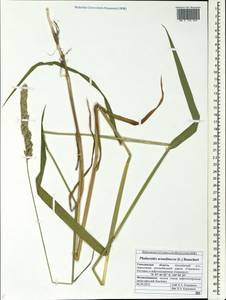 Phalaris arundinacea L., Siberia, Russian Far East (S6) (Russia)