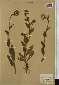 Hieracium villosum Jacq., Western Europe (EUR)