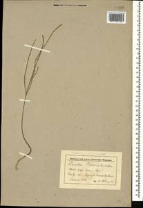 Thymelaea passerina (L.) Coss. & Germ., Caucasus, Stavropol Krai, Karachay-Cherkessia & Kabardino-Balkaria (K1b) (Russia)