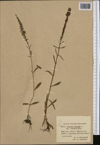 Veronica spicata L., Western Europe (EUR) (Poland)