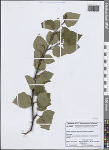 Betula × aurata Borkh., Siberia, Central Siberia (S3) (Russia)
