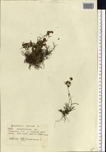 Omalotheca supina (L.) DC., Eastern Europe, West Ukrainian region (E13) (Ukraine)