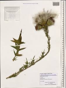 Cirsium vulgare (Savi) Ten., Caucasus, Black Sea Shore (from Novorossiysk to Adler) (K3) (Russia)