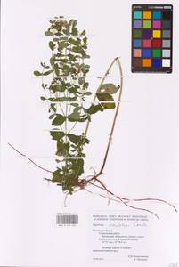 Hypericum maculatum Crantz, Eastern Europe, Central region (E4) (Russia)