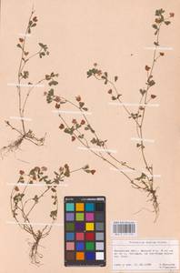 Trifolium dubium Sibth., Eastern Europe, North Ukrainian region (E11) (Ukraine)