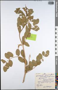 Astragalus glycyphyllos L., Eastern Europe, Central region (E4) (Russia)