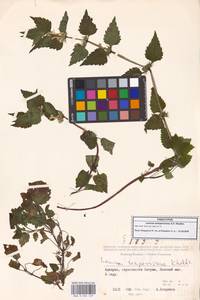 Lamium album subsp. album, Caucasus, Georgia (K4) (Georgia)