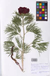 Paeonia tenuifolia L., Eastern Europe, Central forest-and-steppe region (E6) (Russia)