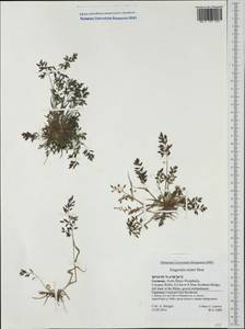 Eragrostis minor Host, Western Europe (EUR) (Germany)