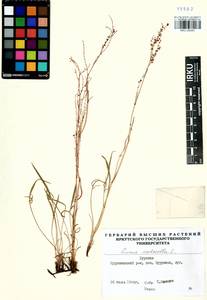 Rumex acetosella L., Siberia, Baikal & Transbaikal region (S4) (Russia)