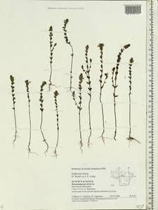 Euphrasia stricta J.P.Wolff ex J.F.Lehm., Eastern Europe, Central region (E4) (Russia)